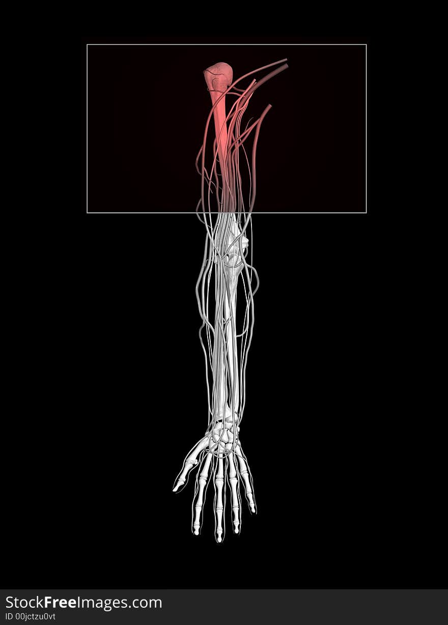 Shoulder pain showing nerves, arteries and veins