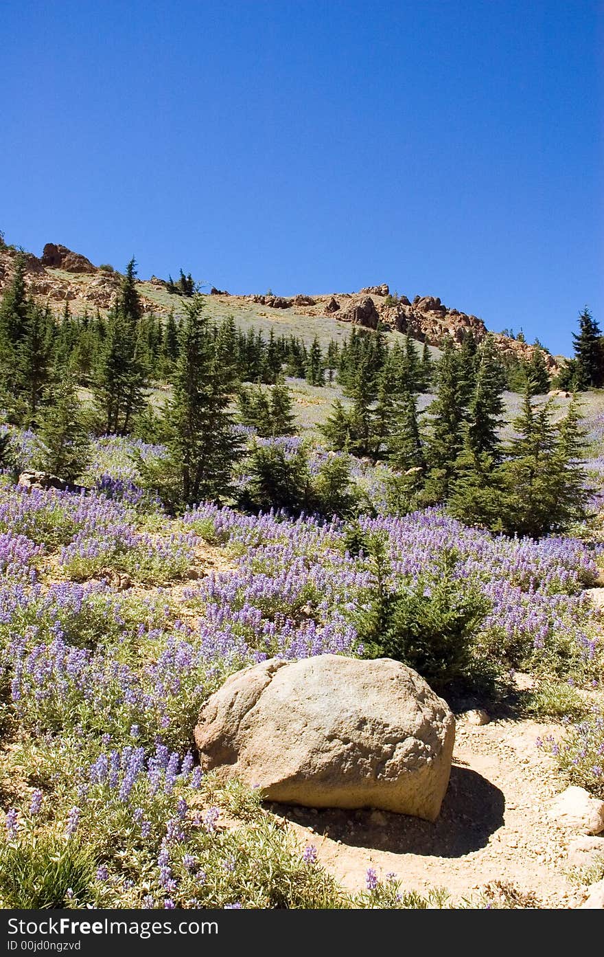 Sky Lupines in Lassen National Park, California