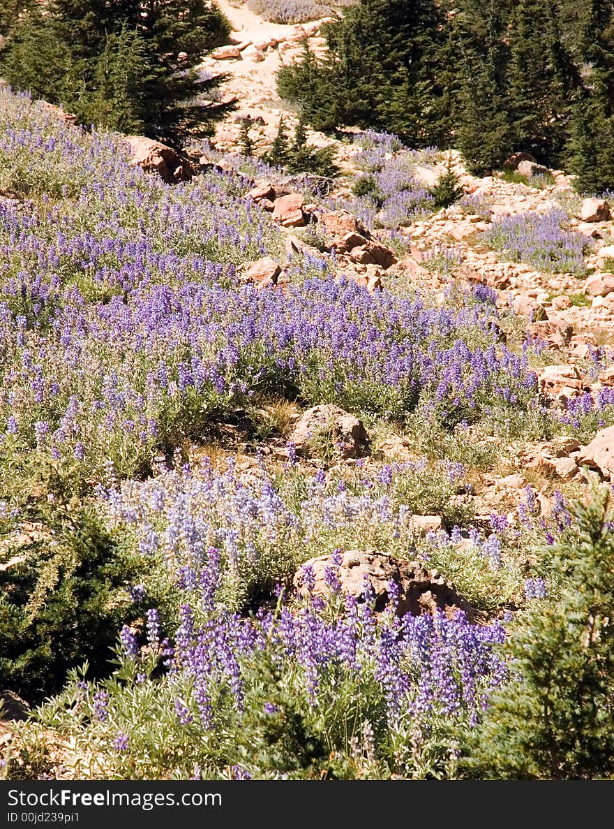 Sky Lupines in Lassen National Park, California