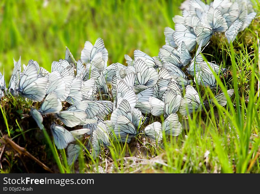 White butterflies