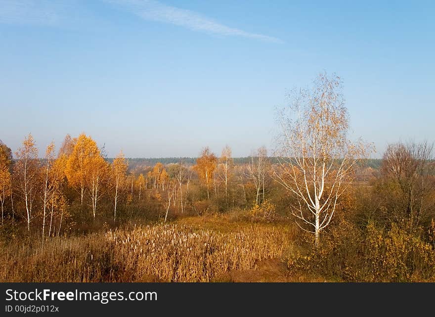 Yellow autumn trees under the blue sky