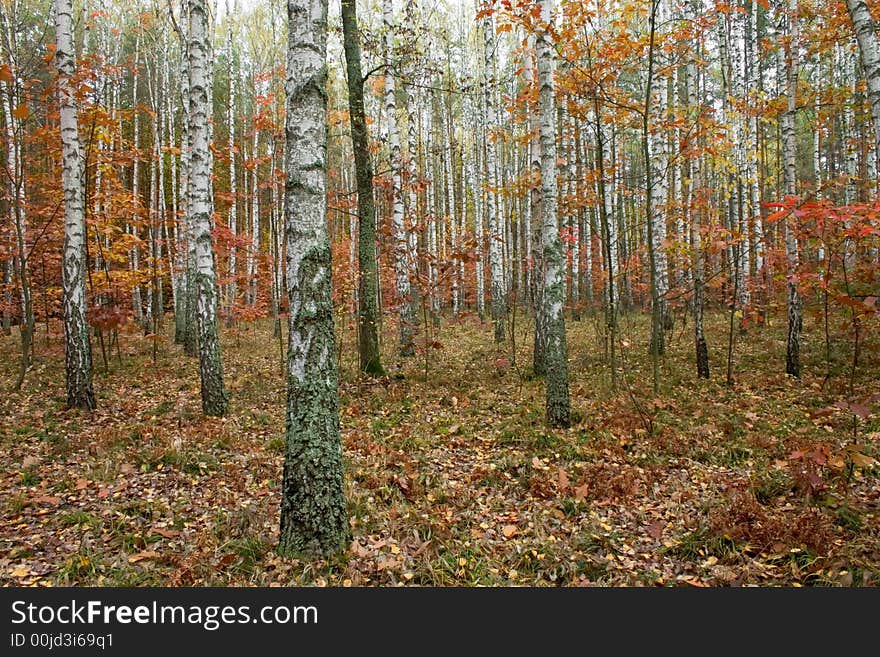 Golden fall in birch forest. Golden fall in birch forest