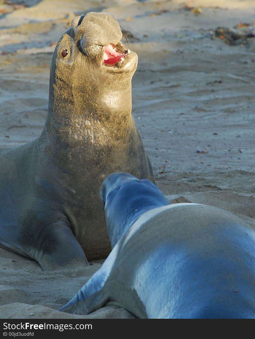 Elephant Seal Authority