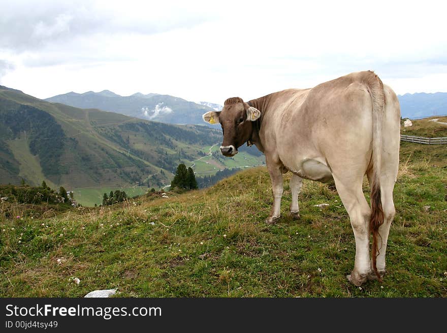 Image of a cow in Austrian Alps / Tirol