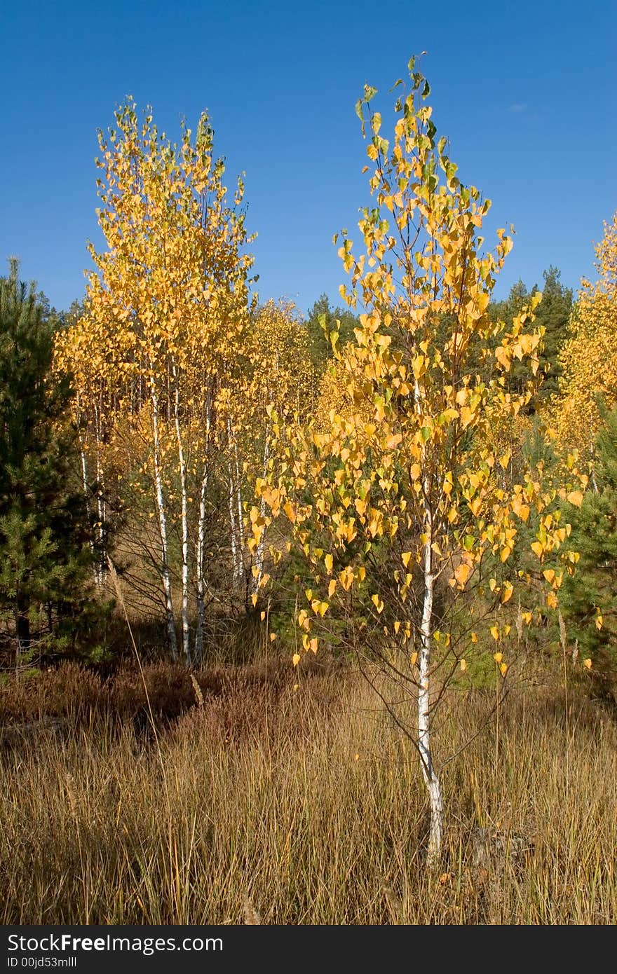 Autumn birch tree with golden leaves