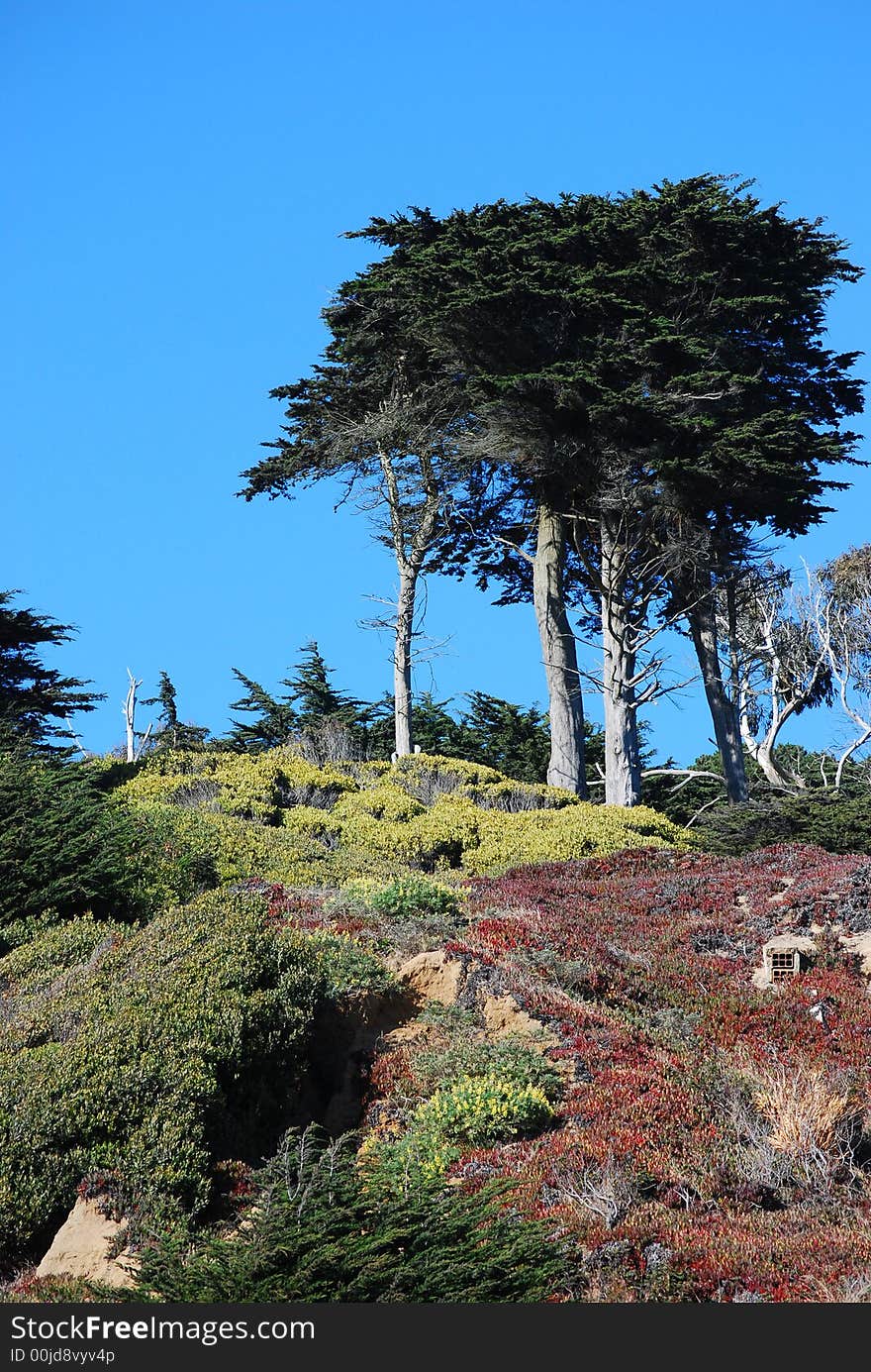 Colorful coastal landscape in San Francisco