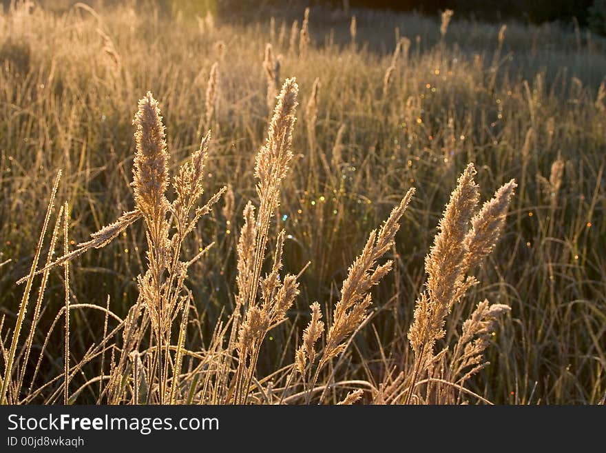 Fall meadow