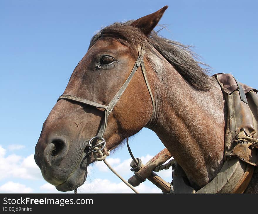 Head of a horse on a blue background