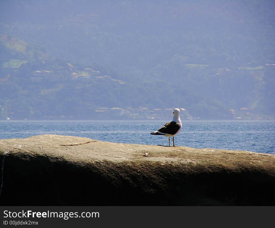 Seagull at Ilha Grande Bay - Rio de Janeiro - Brasil