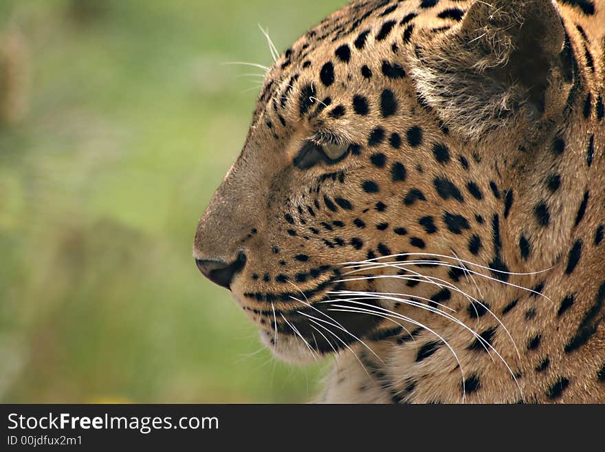 Leopard watching out