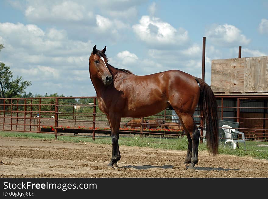 Bay thoroughbred,OTTB, standing outdoors. Bay thoroughbred,OTTB, standing outdoors.