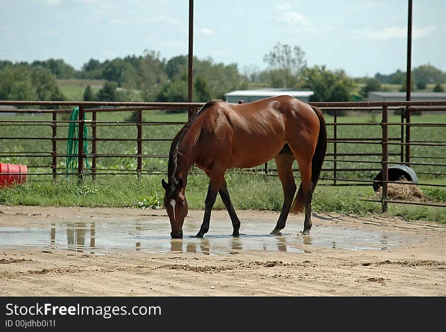 Bay thoroughbred,OTTB, drinking water outdoors. Bay thoroughbred,OTTB, drinking water outdoors.