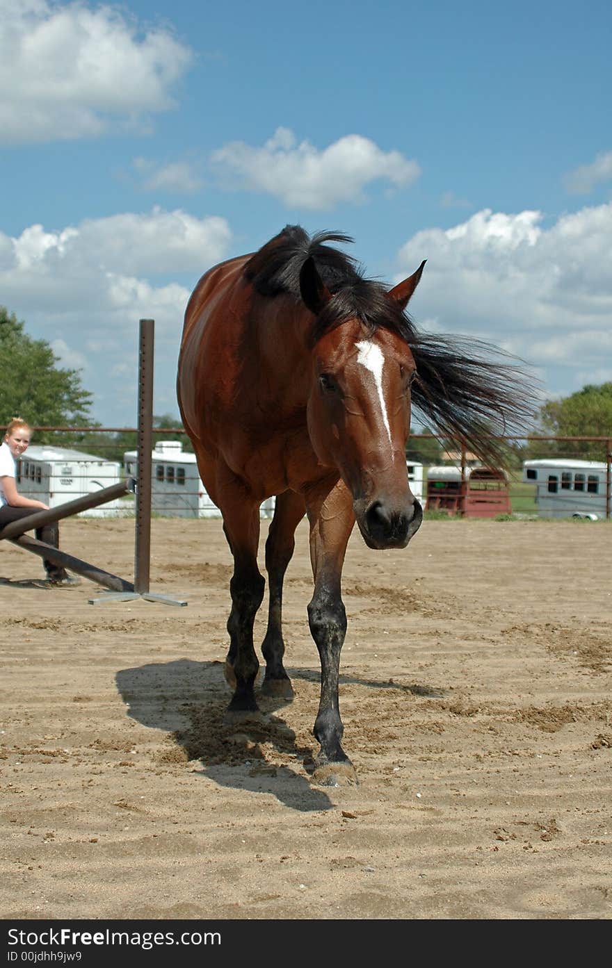 Bay thoroughbred,OTTB, walking away from girl. Bay thoroughbred,OTTB, walking away from girl.