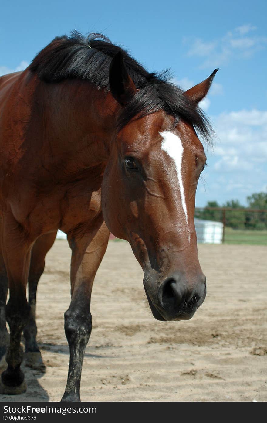 Bay thoroughbred,OTTB, walking slowly to cool down. Bay thoroughbred,OTTB, walking slowly to cool down.