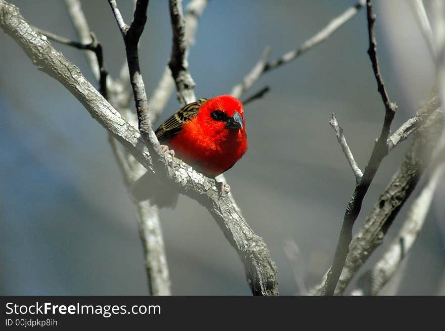 Small finch on the alert for predators. Small finch on the alert for predators