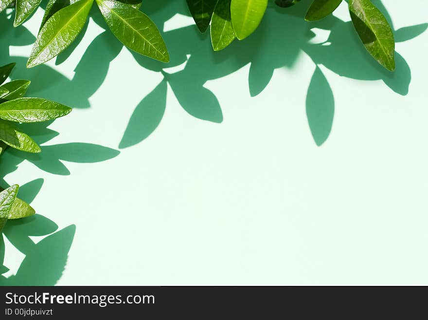 Green leaves border for your design. Green leaves border for your design