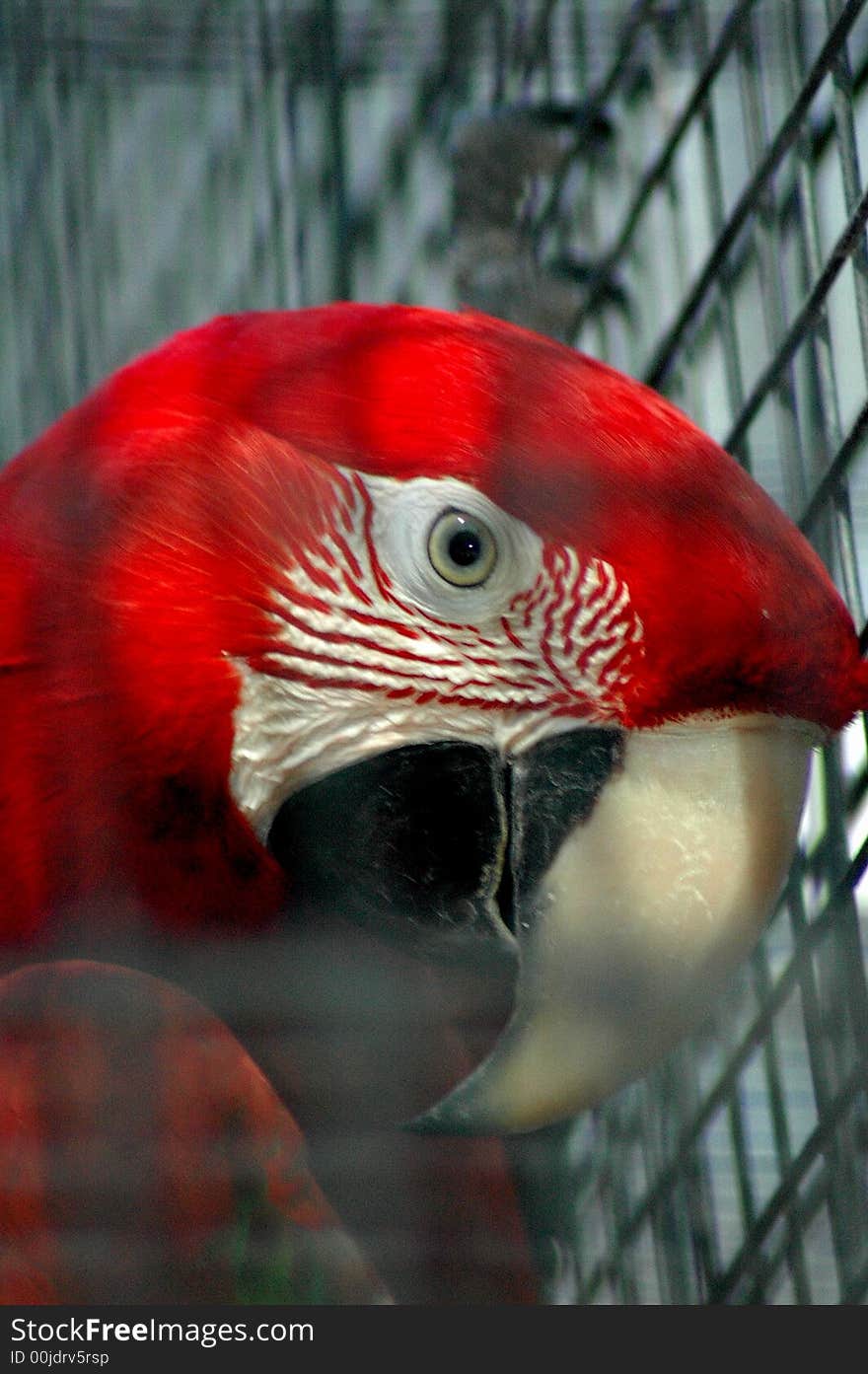 Bird peeping through the bars of a
cage. Bird peeping through the bars of a
cage