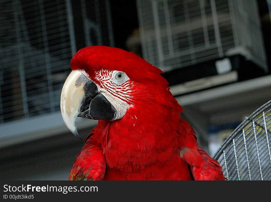 Parrot getting up close and personal. Parrot getting up close and personal