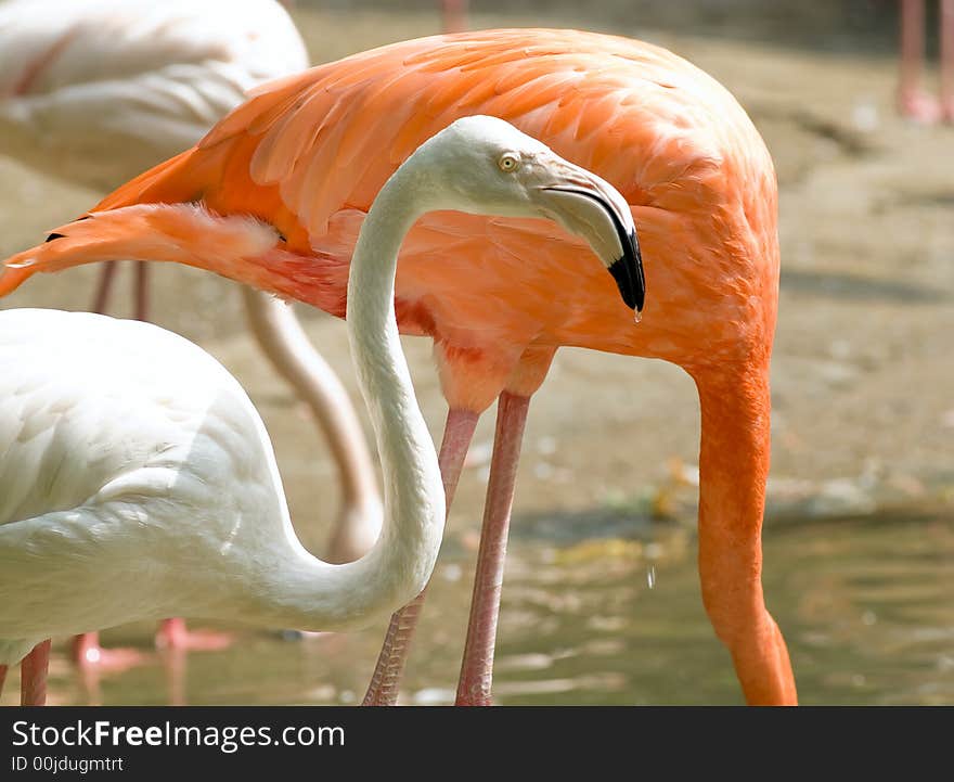 Colorfull Chilean Flamingos