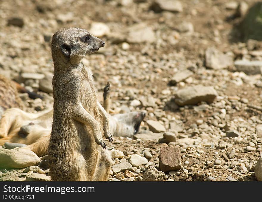 Meerkat on lookout close-up. Meerkat on lookout close-up