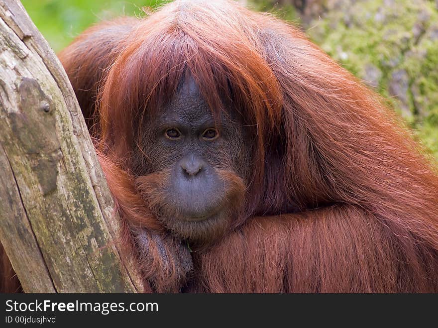 Sumatran Orangutan