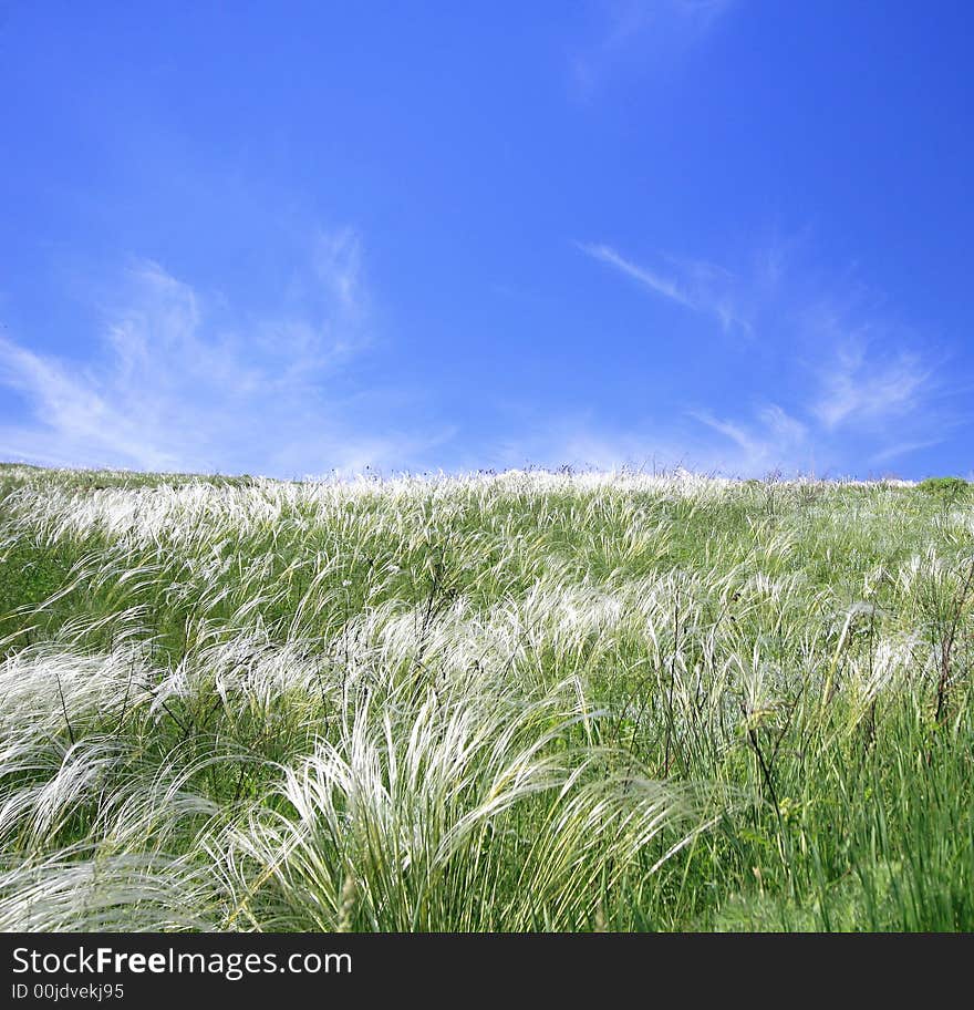 Green grassland and sky for background. Green grassland and sky for background