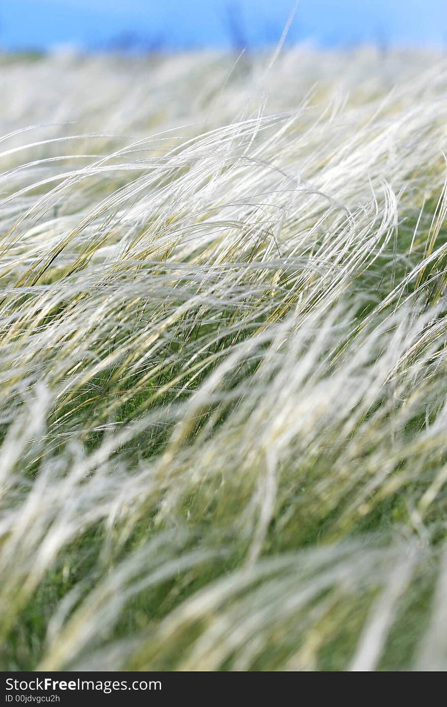 Close up view of the green grass. Close up view of the green grass