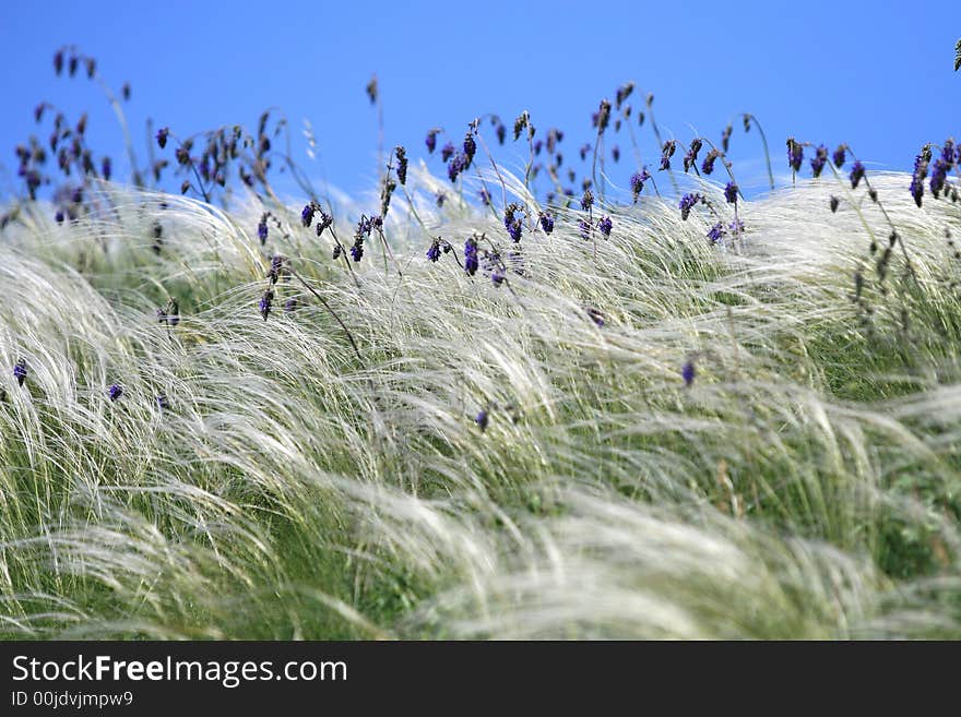 Close up view of the green grass. Close up view of the green grass