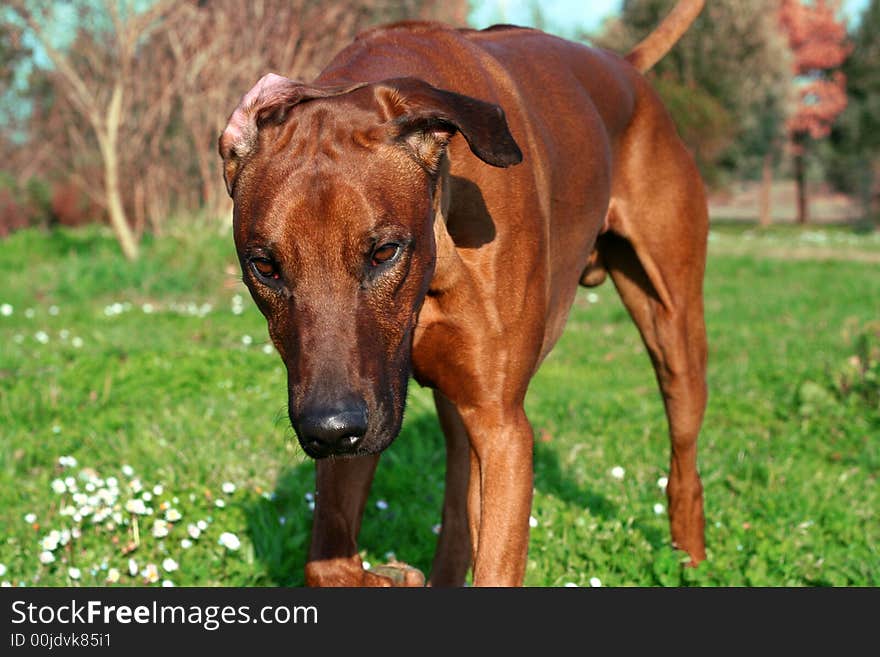 Dog with wonderful skin / Brown and green in evidence. Dog with wonderful skin / Brown and green in evidence