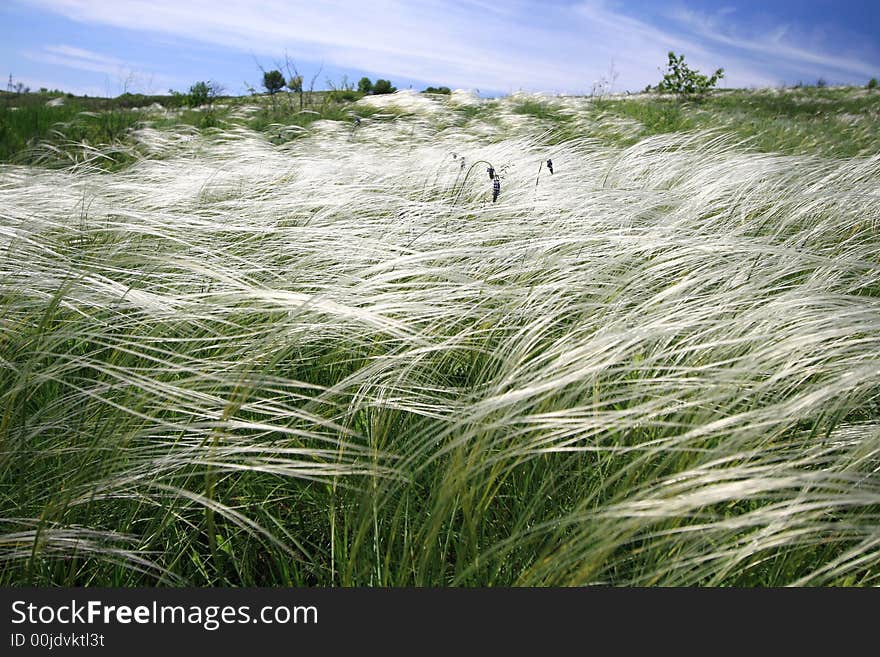 Green grassland and sky for background. Green grassland and sky for background