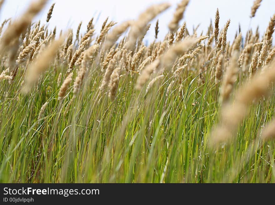 Close up view of the green grass. Close up view of the green grass