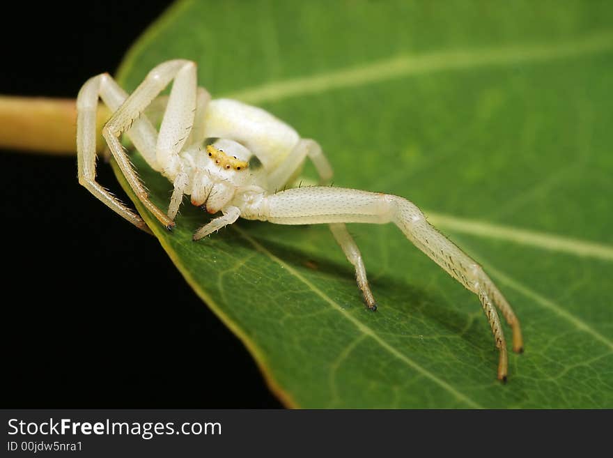 The white spider who has stretched leg on a leaf. The white spider who has stretched leg on a leaf