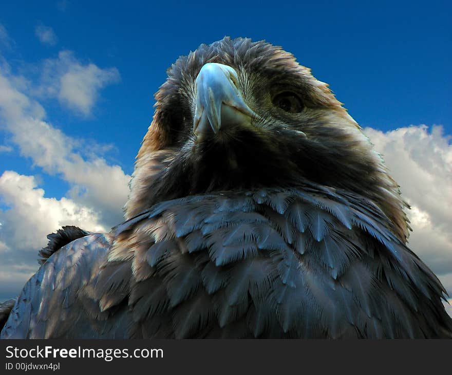 Eagle falcon outdoor blue sky