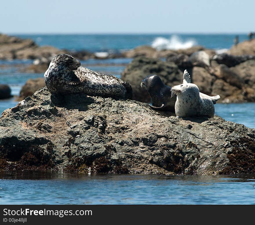 Harbor Seal School