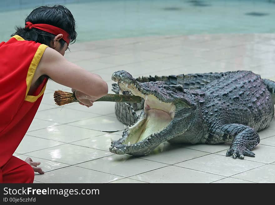 A zoo keeper in Thailand teases a crocodile with a stick. A zoo keeper in Thailand teases a crocodile with a stick