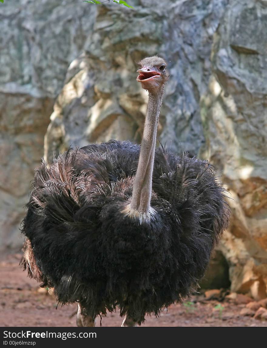 Ostriches are the largest living species of any bird