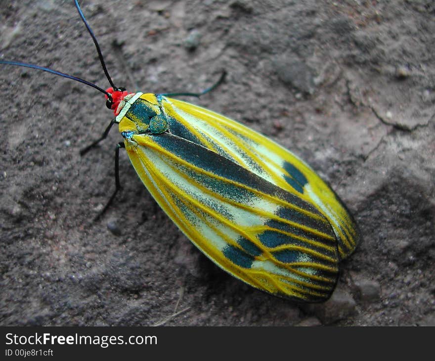 Yellow and Green Bug over rock