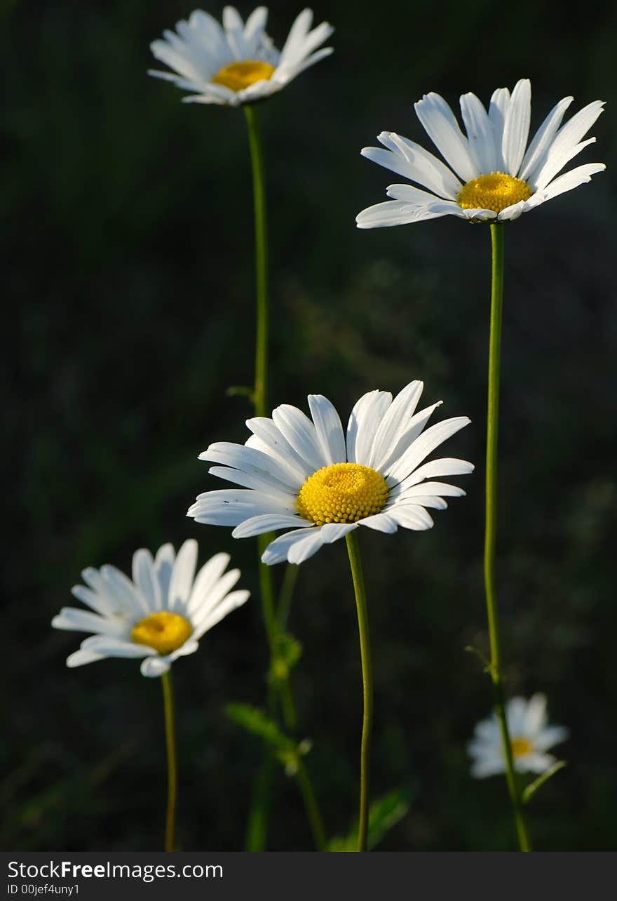 Daisies