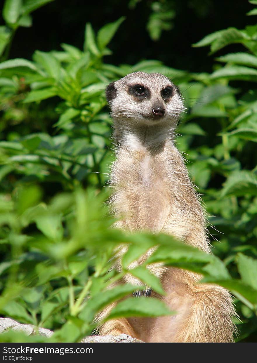 Suricata, watchful, meerkat, standing, mammal, nature. Suricata, watchful, meerkat, standing, mammal, nature