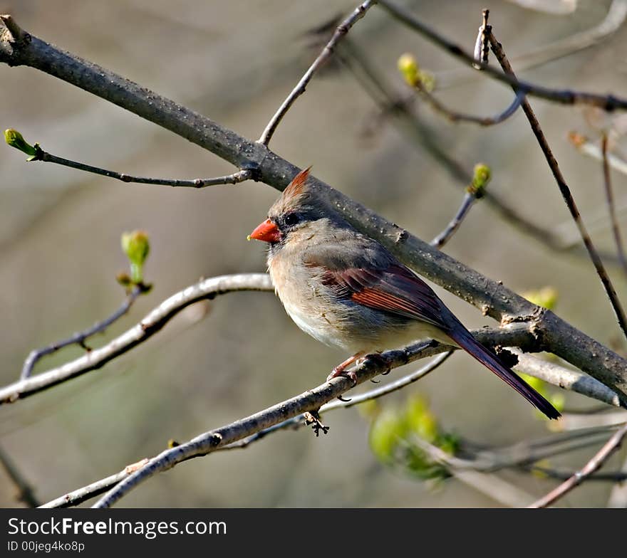 Female cardinal perched on a tree branch. Female cardinal perched on a tree branch