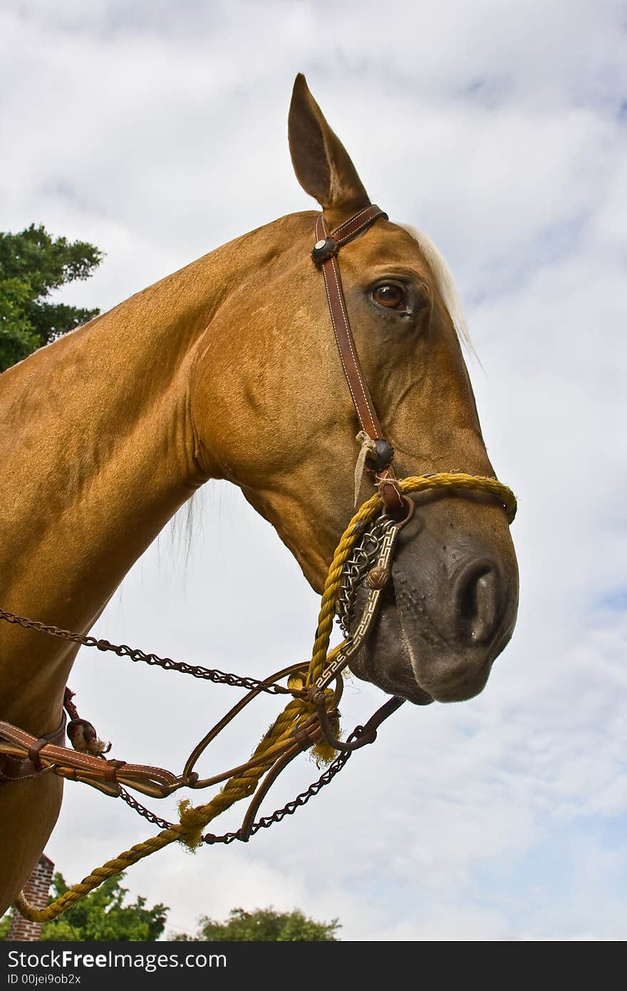 Horse close-up 4