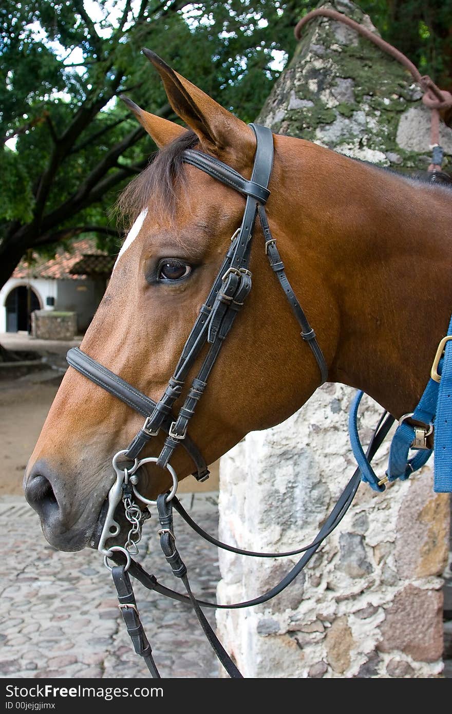 Horse close-up