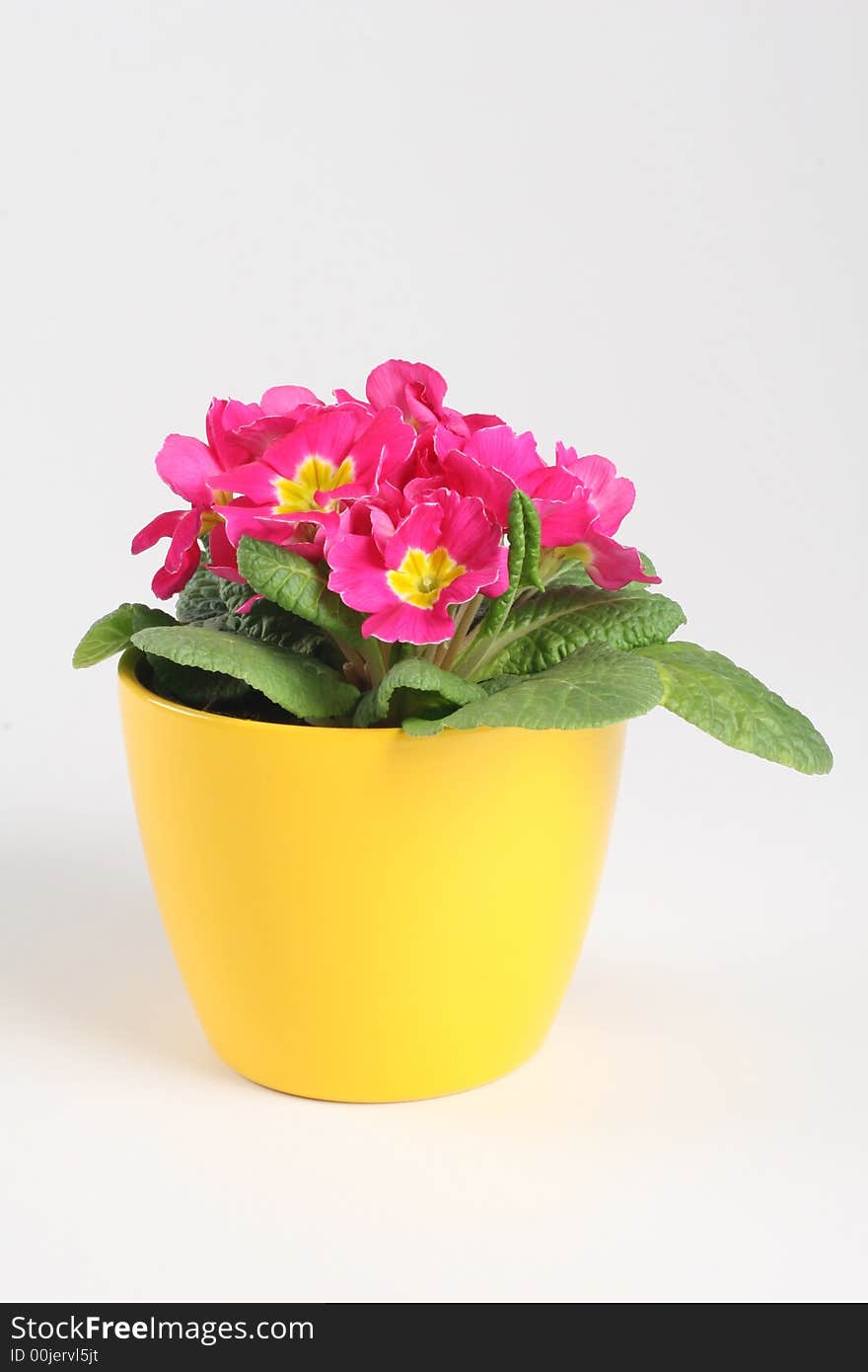 Primrose in yellow pot on the white background