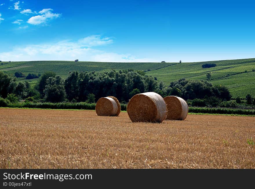 Yellow grain harvested on a farm field