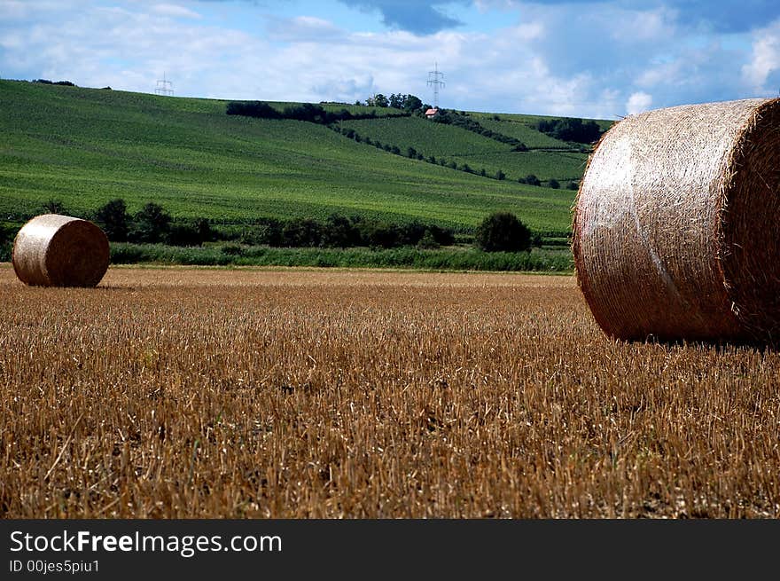 Yellow grain harvested on a farm field