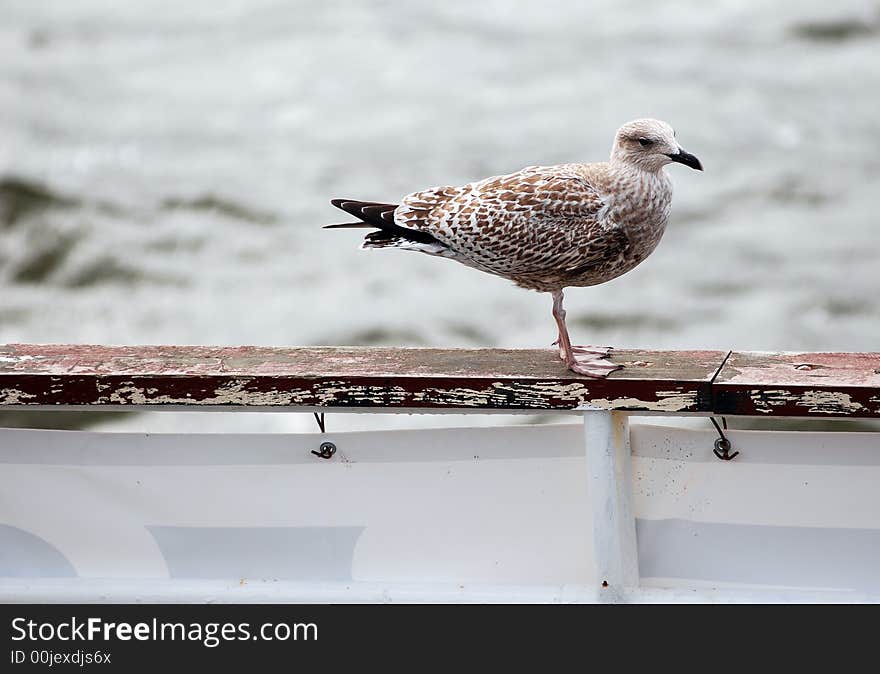 Sea-gull