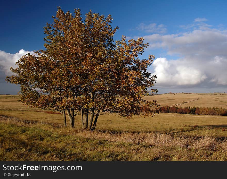 Tree in front of plain landscape in autumn time. Tree in front of plain landscape in autumn time