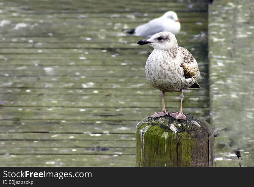 Sea-gull