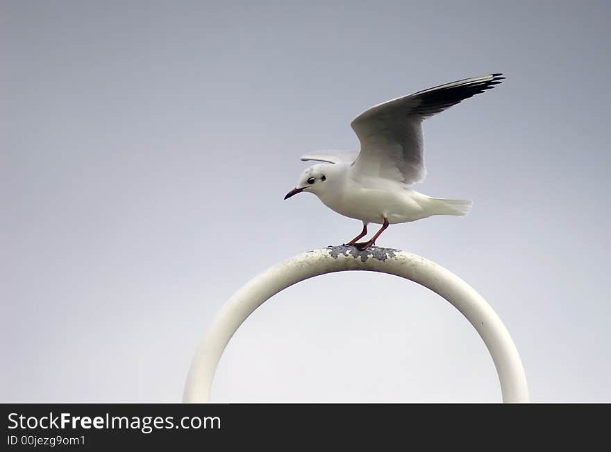 Sea-gull