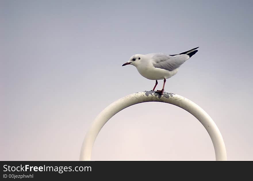 Sea-gull